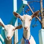 Catapano Dairy Farm