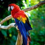 Amazon Rainforest