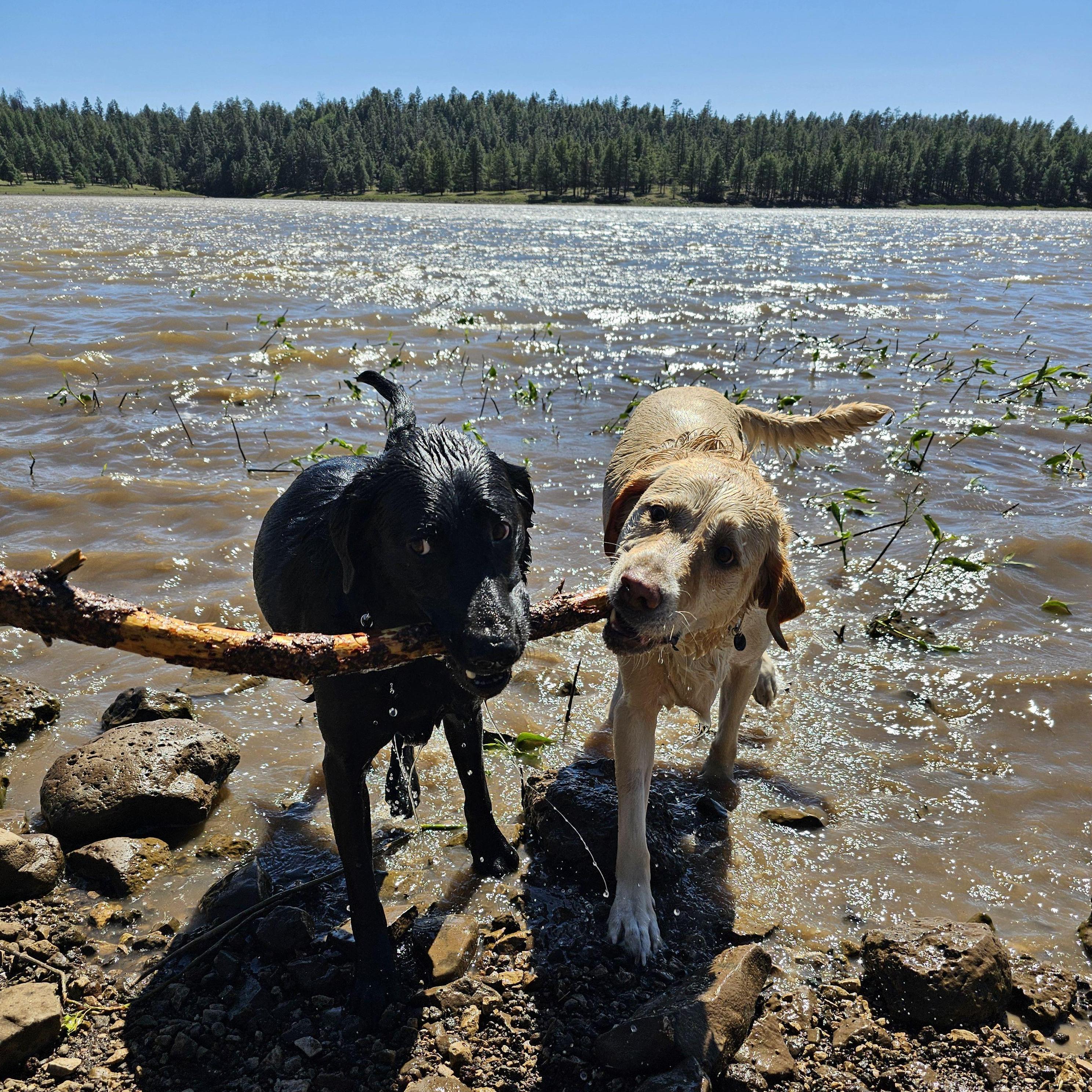 The pups at Lake Mary