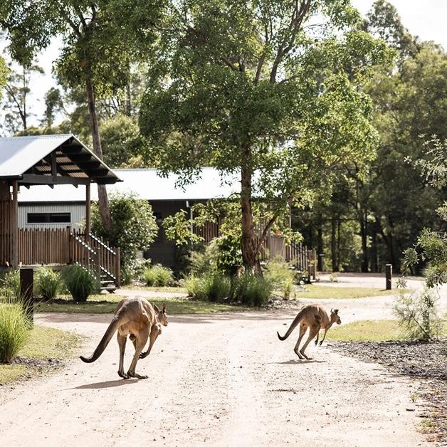 The Crocodile Hunter Lodge | Australia Zoo | Honeymoon Suite