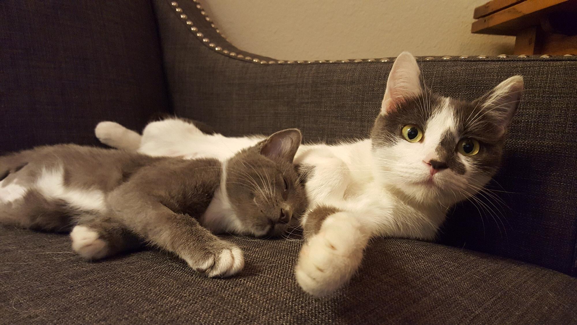 Our beautiful little kittens! Rosie and Maddie are mother and daughter and we're so happy we found them. They're adorable and crazy and we couldn't imagine our lives without them. So cute!
