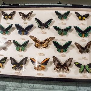 Natural History Museum