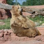 Bear Country USA
