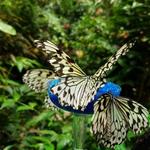 Magic Wings Butterfly Conservatory
