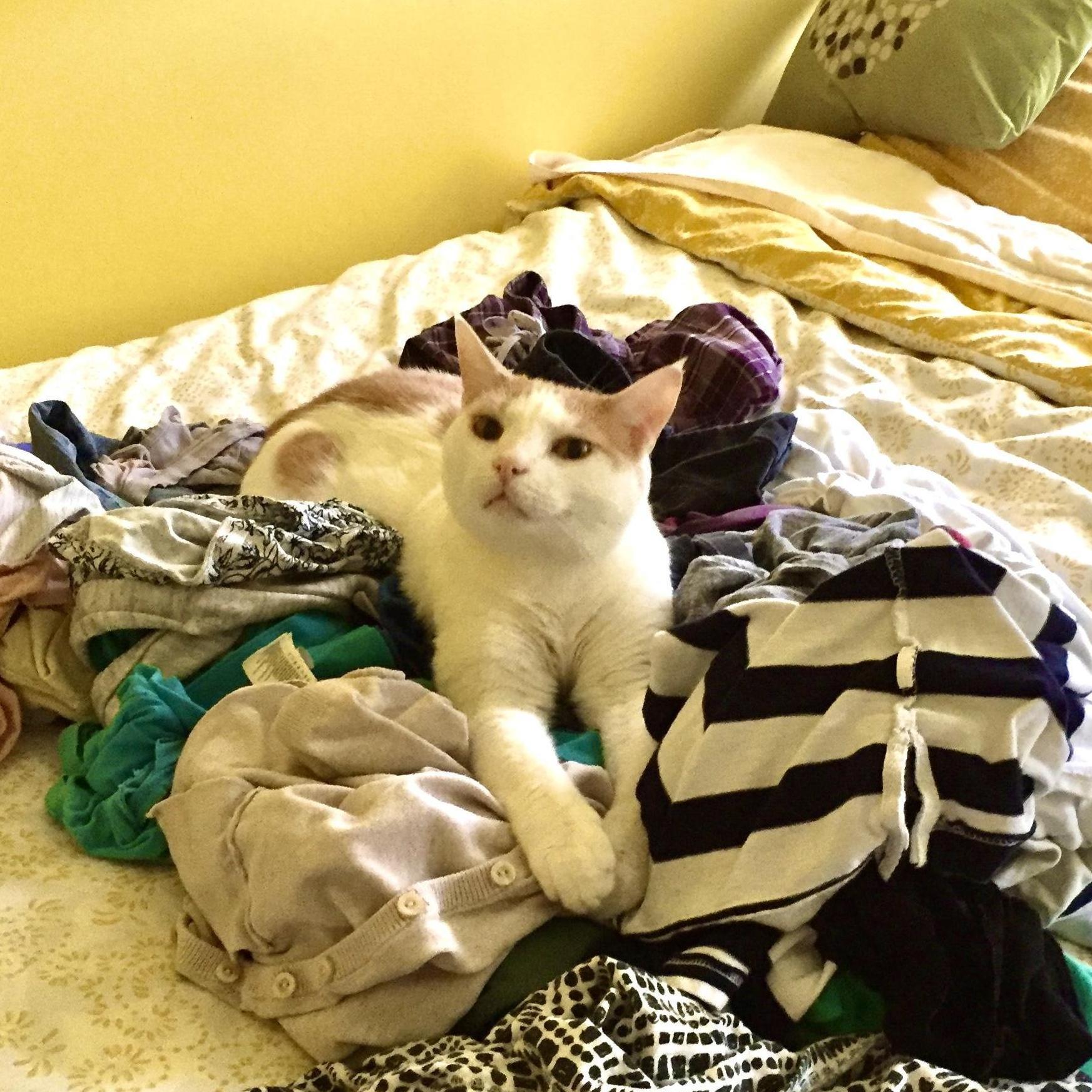 Cats don’t care.