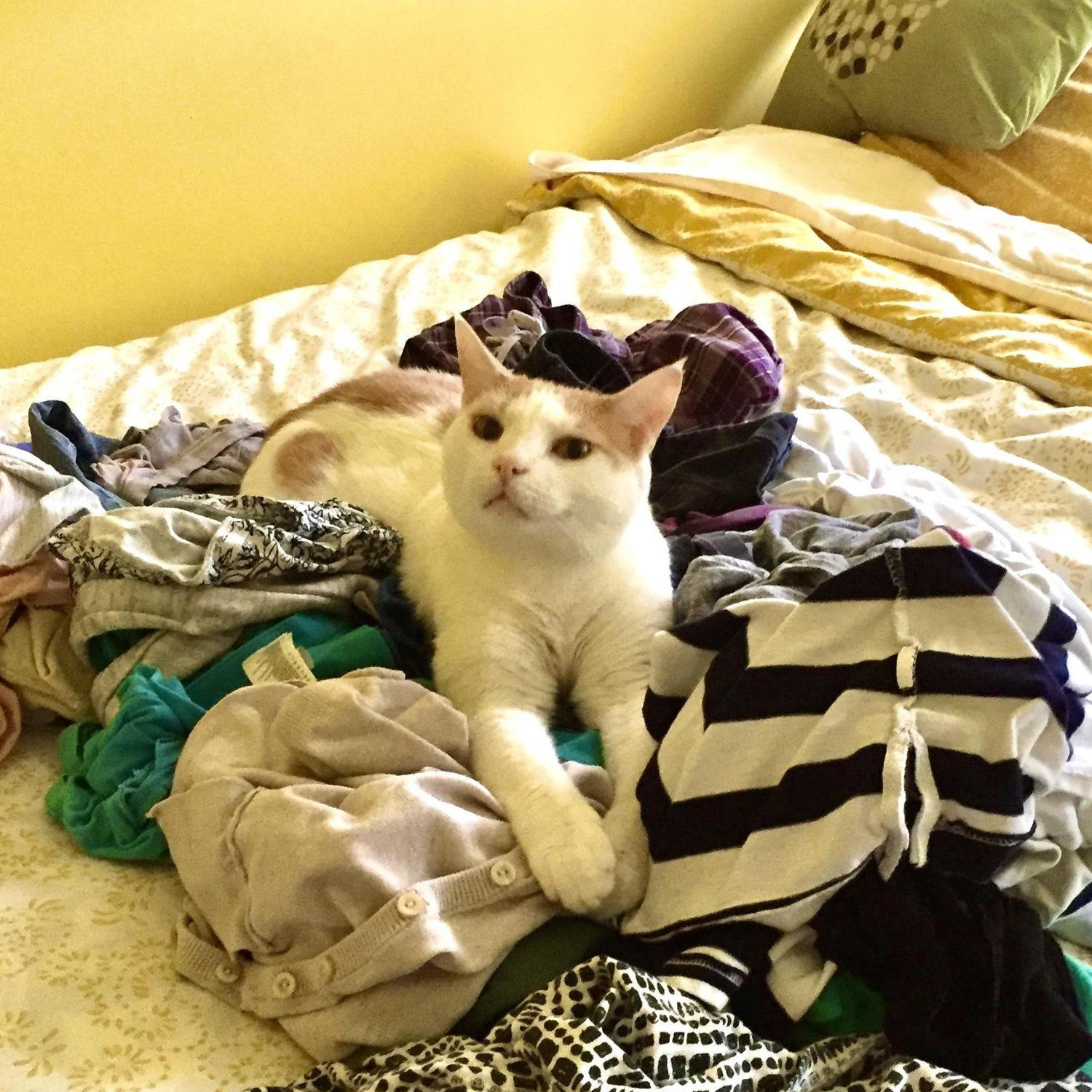 Cats don’t care.