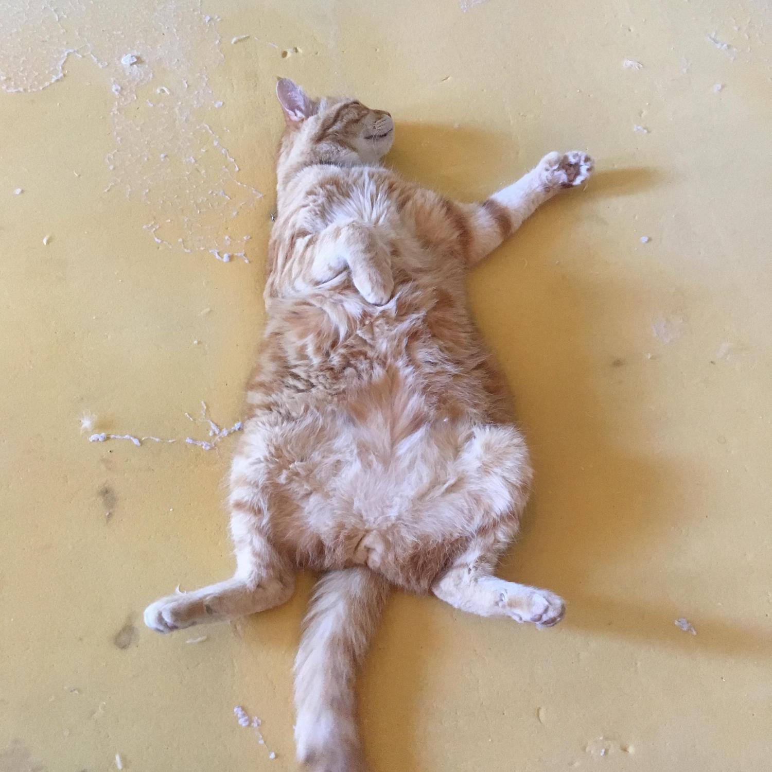 Philbert in his natural habitat, not long after we expanded to the third room.