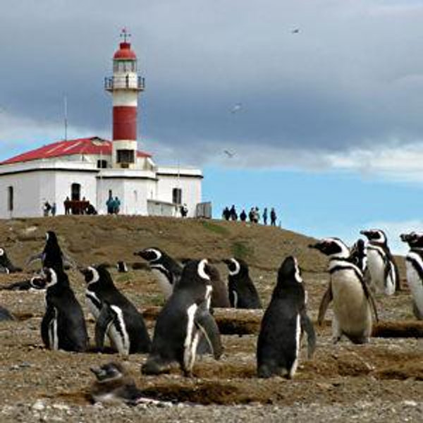 Penguin Expedition on our Honeymoon in Chile!