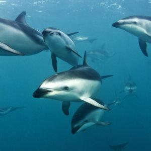 Dolphin Swim Excursion