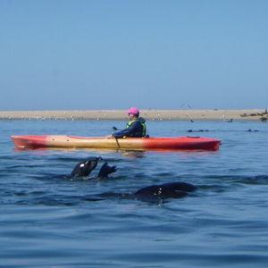 Kayak with seals in Walvis Bay
