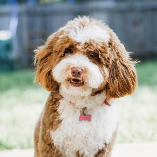 Dog Fund