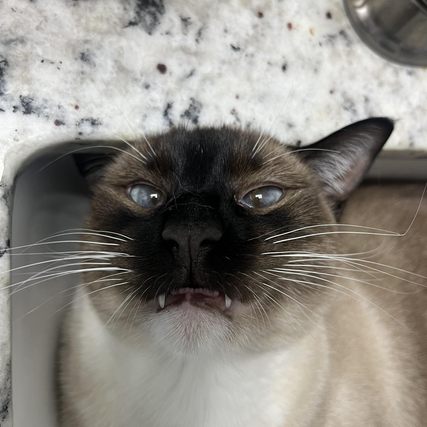 Boba Pistocchi (soon to be Simon!)