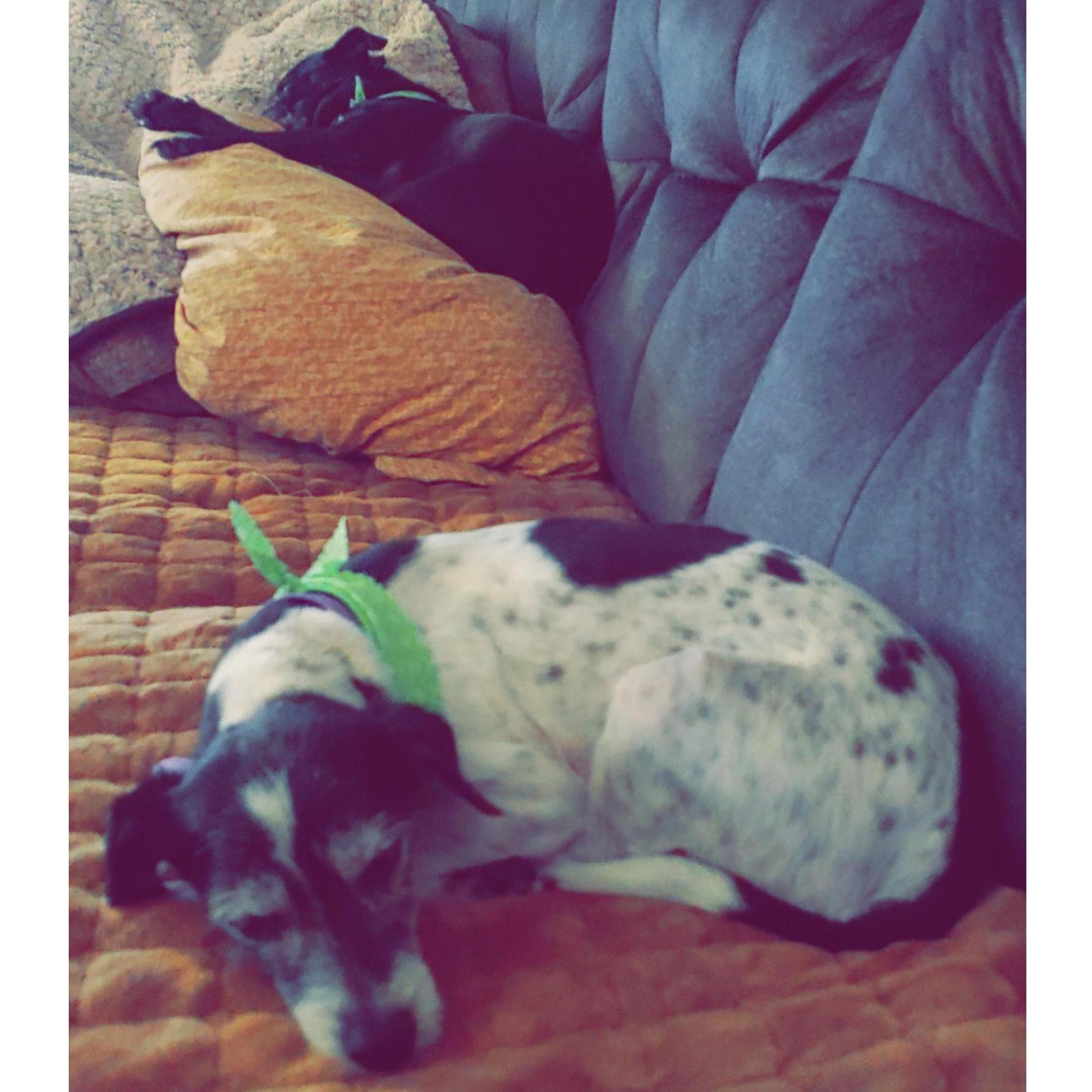 Our Girls 
Lily & Lady
