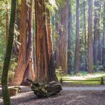 Armstrong Redwoods State Natural Reserve