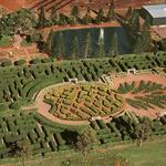 Dole Plantation