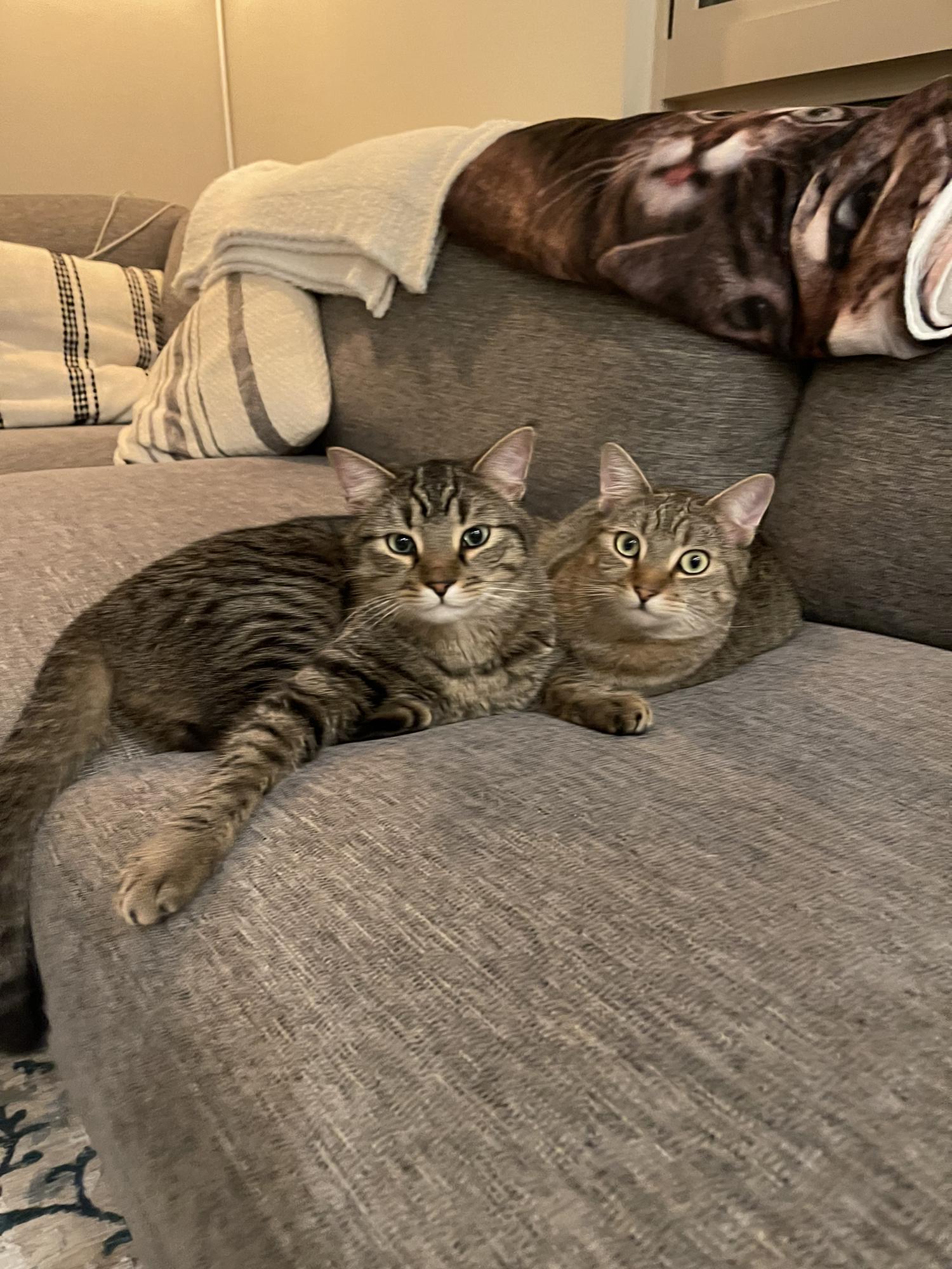 For a brief period in 2020, Jessie and Anthony were spelled into being cats.