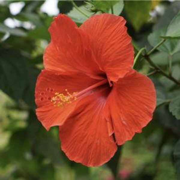 Annie's Books & Gardening Fund