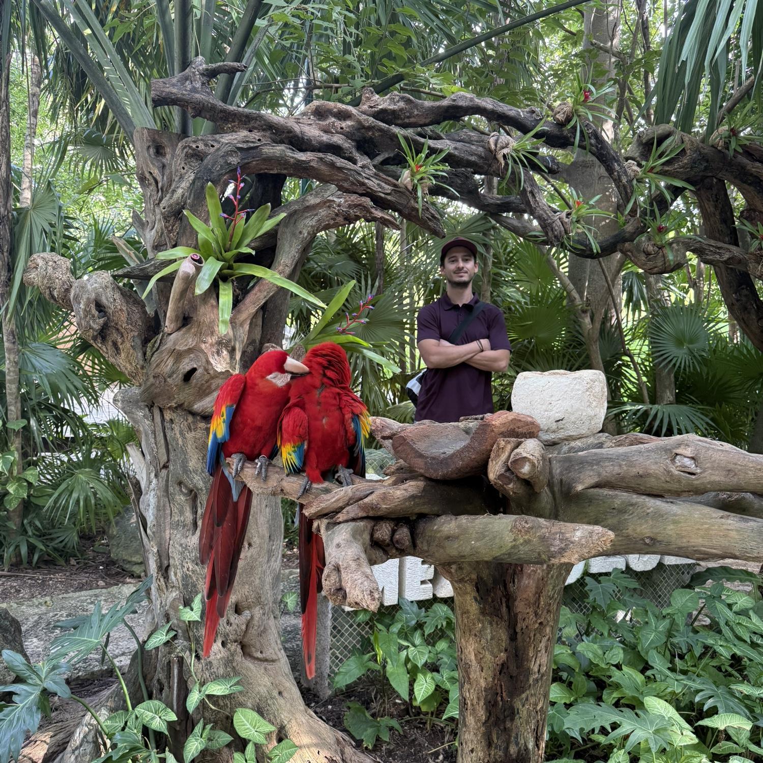 You'll see these parrots and many other animals walking through Xcaret.