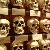 Mütter Museum