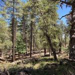 Trails at the Cabins