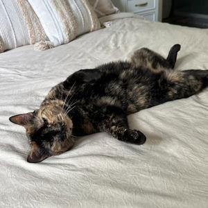 1 year of catnip supply for Willow