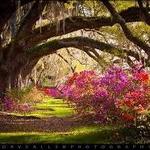 Magnolia Plantation and Gardens