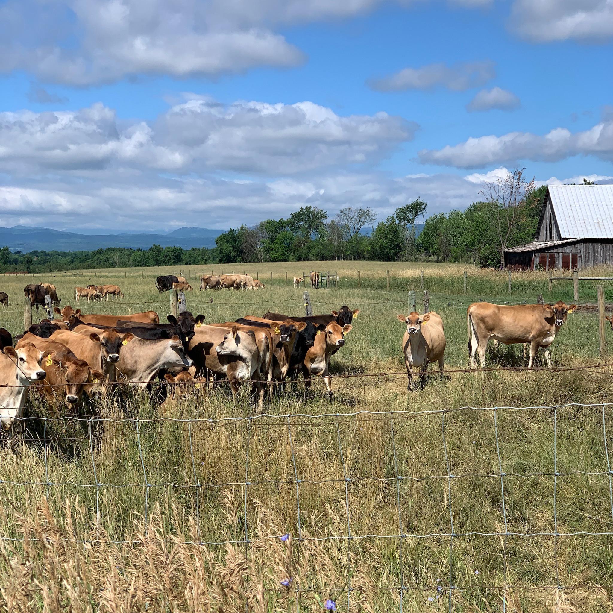 Jersey cows in Charlotte, Vermont.