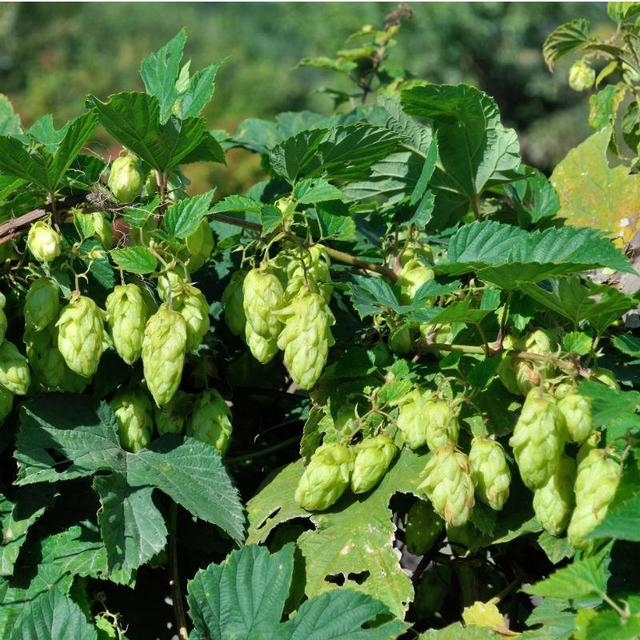 Cascade Hops