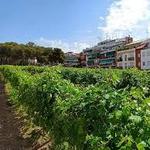 Centre d'Interpretació de la Malvasia de Sitges