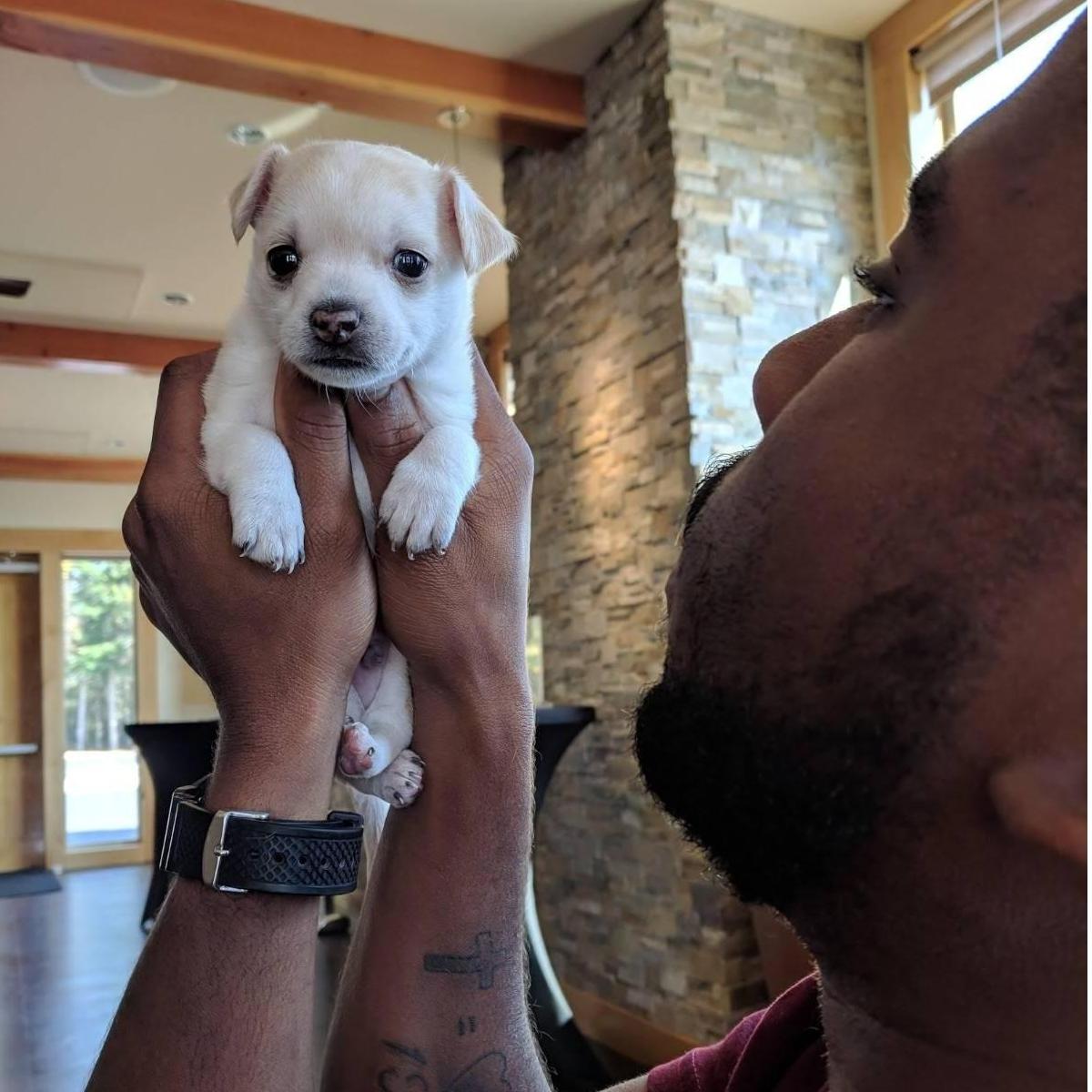 A friend of ours brought a puppy to the church while Teleia was on her lunch break. Look at the little guy! <3