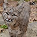 Holtsville Wildlife & Ecology Center