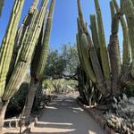 Desert Botanical Garden