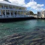 Manatee Lagoon