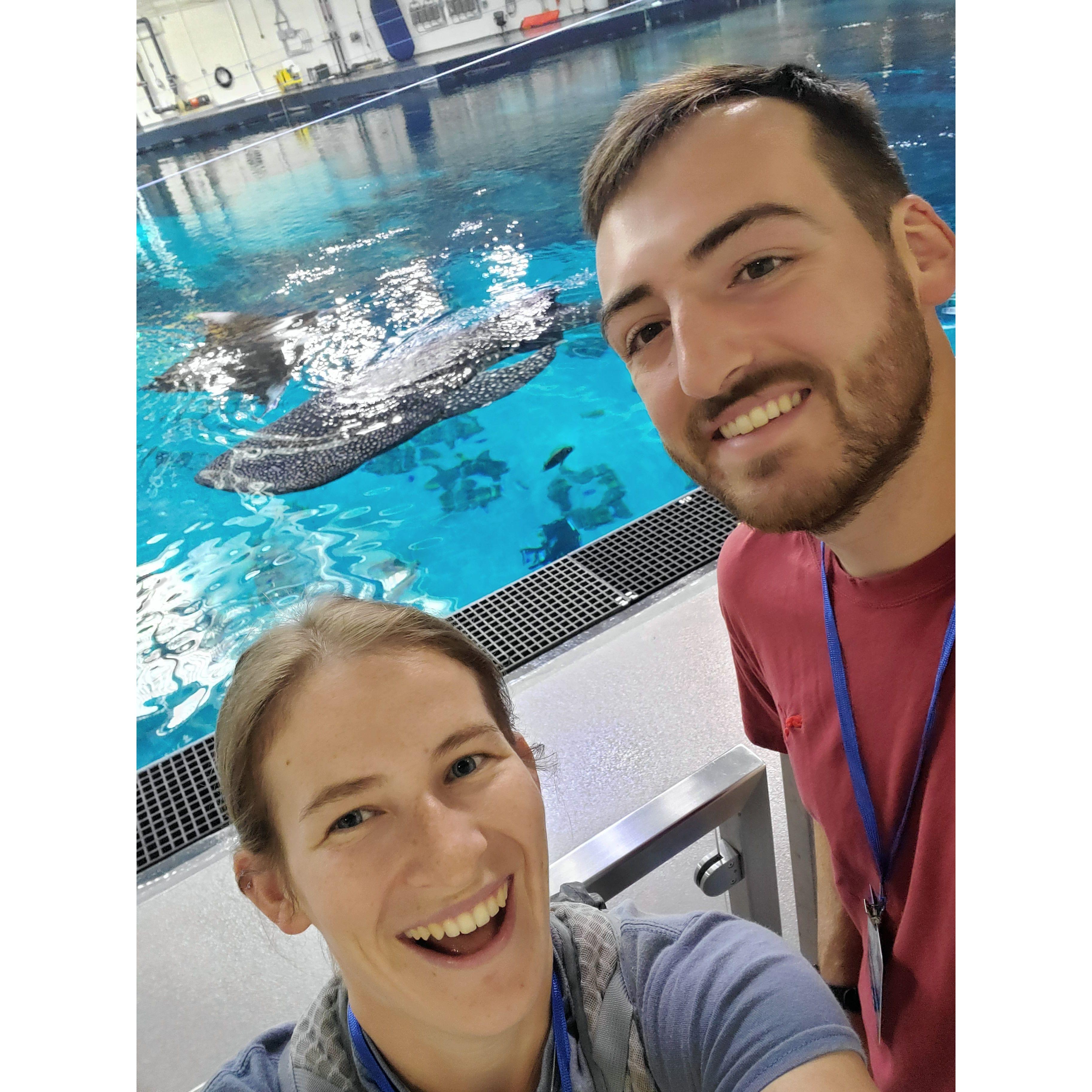 Georgia Aquarium!! Whale sharks!!