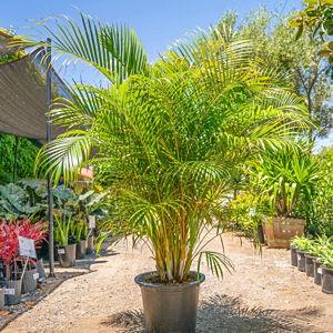 Areca Palm for Backyard