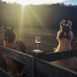 Divine Llama