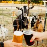 GoatHouse Brewing Co.