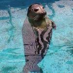 Woods Hole Science Aquarium