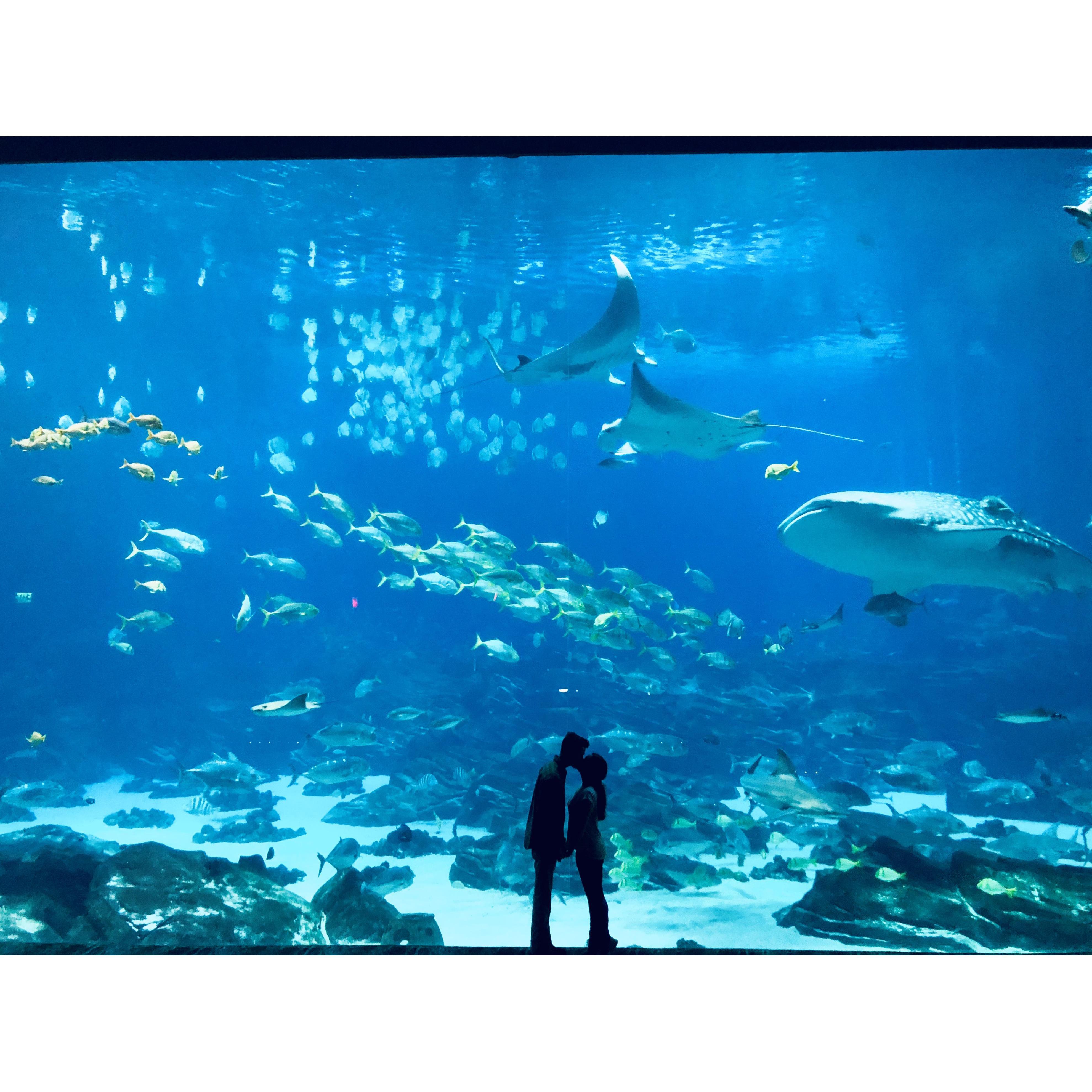 Georgia Aquarium. We stayed till they closed to get this picture.