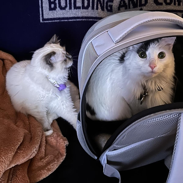 Kitty Cash