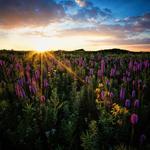 Springbrook Prairie Forest Preserve