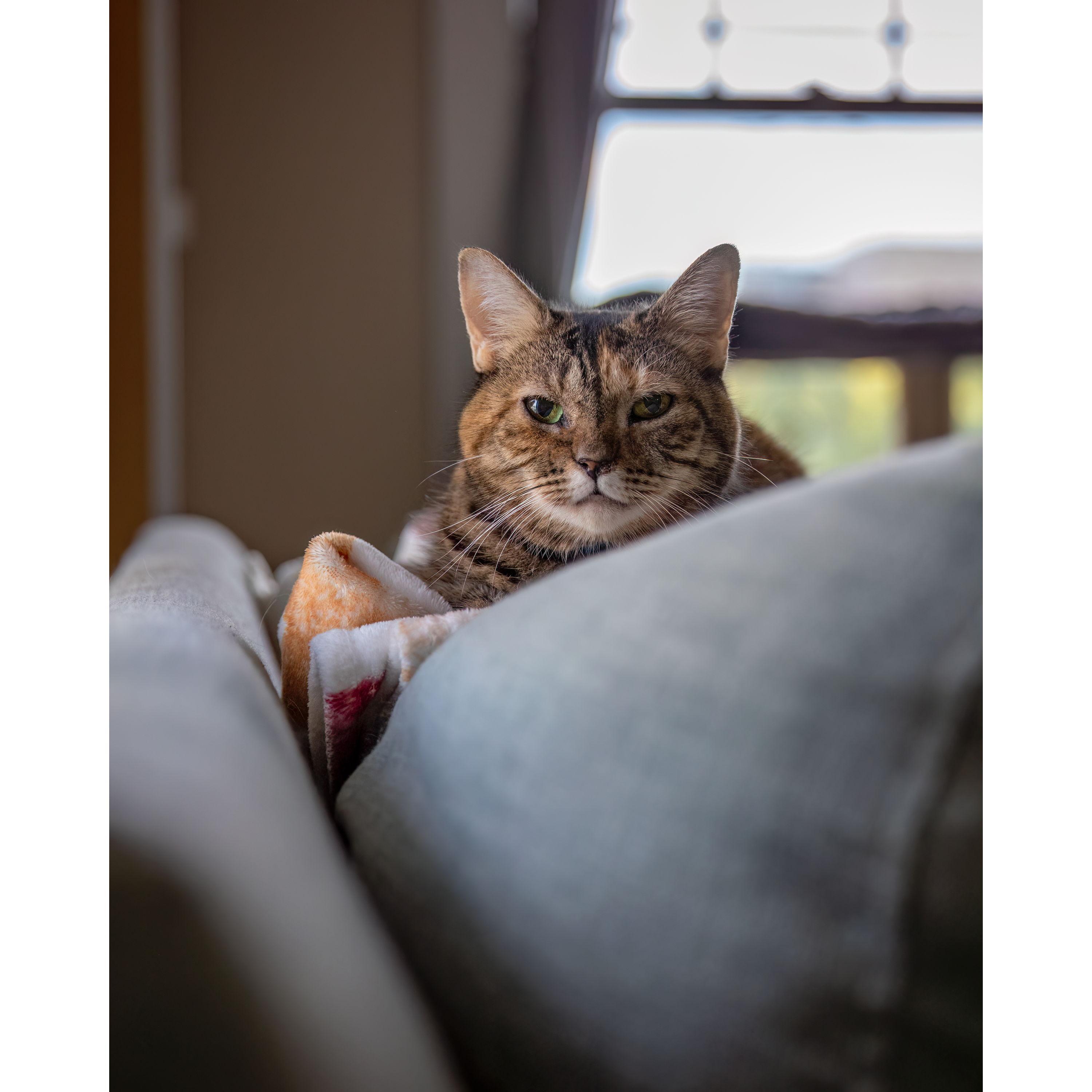 Nala's favorite spot where she can squish couch cushions and sit with us