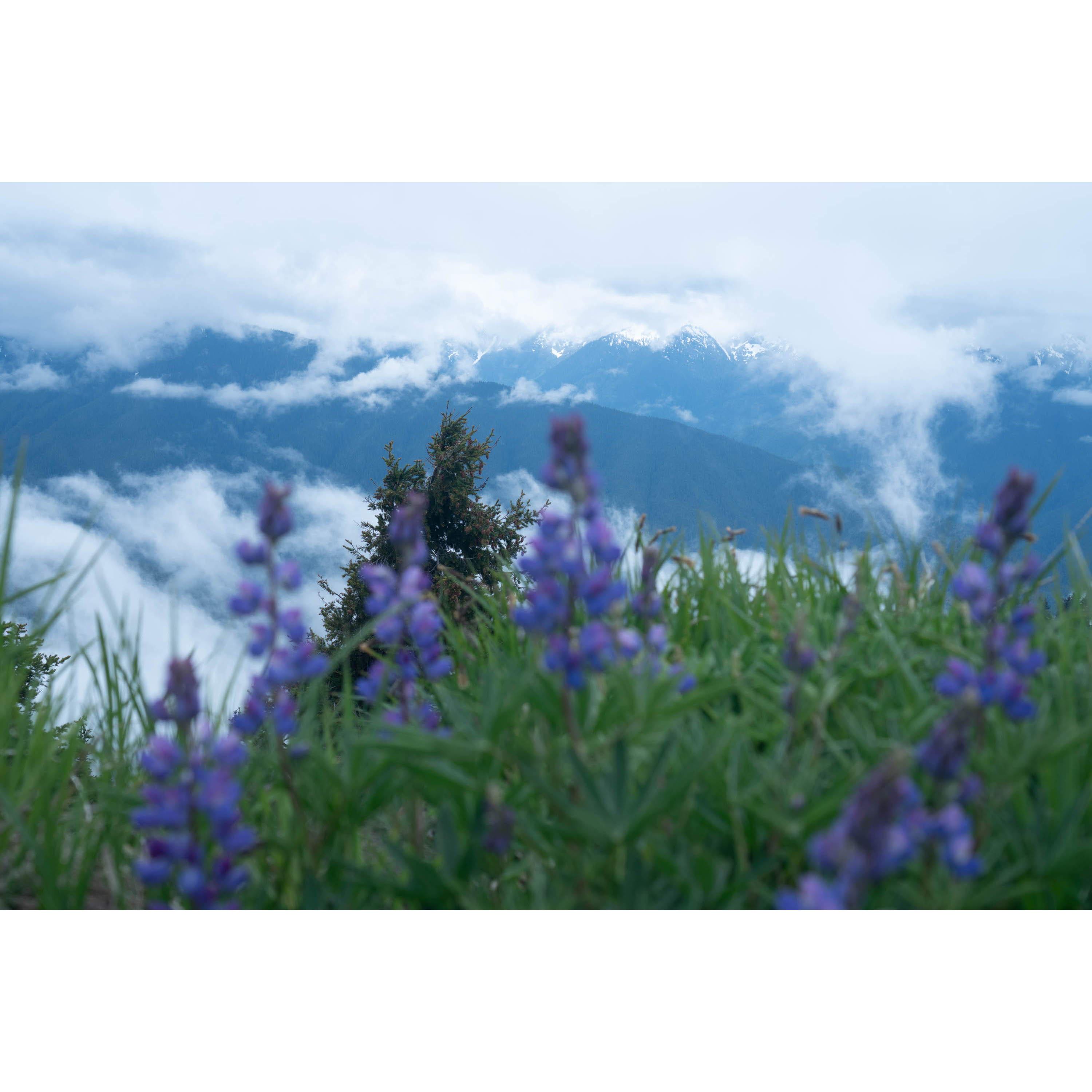 View from Hurricane Ridge