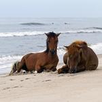 Assateague Island National Seashore