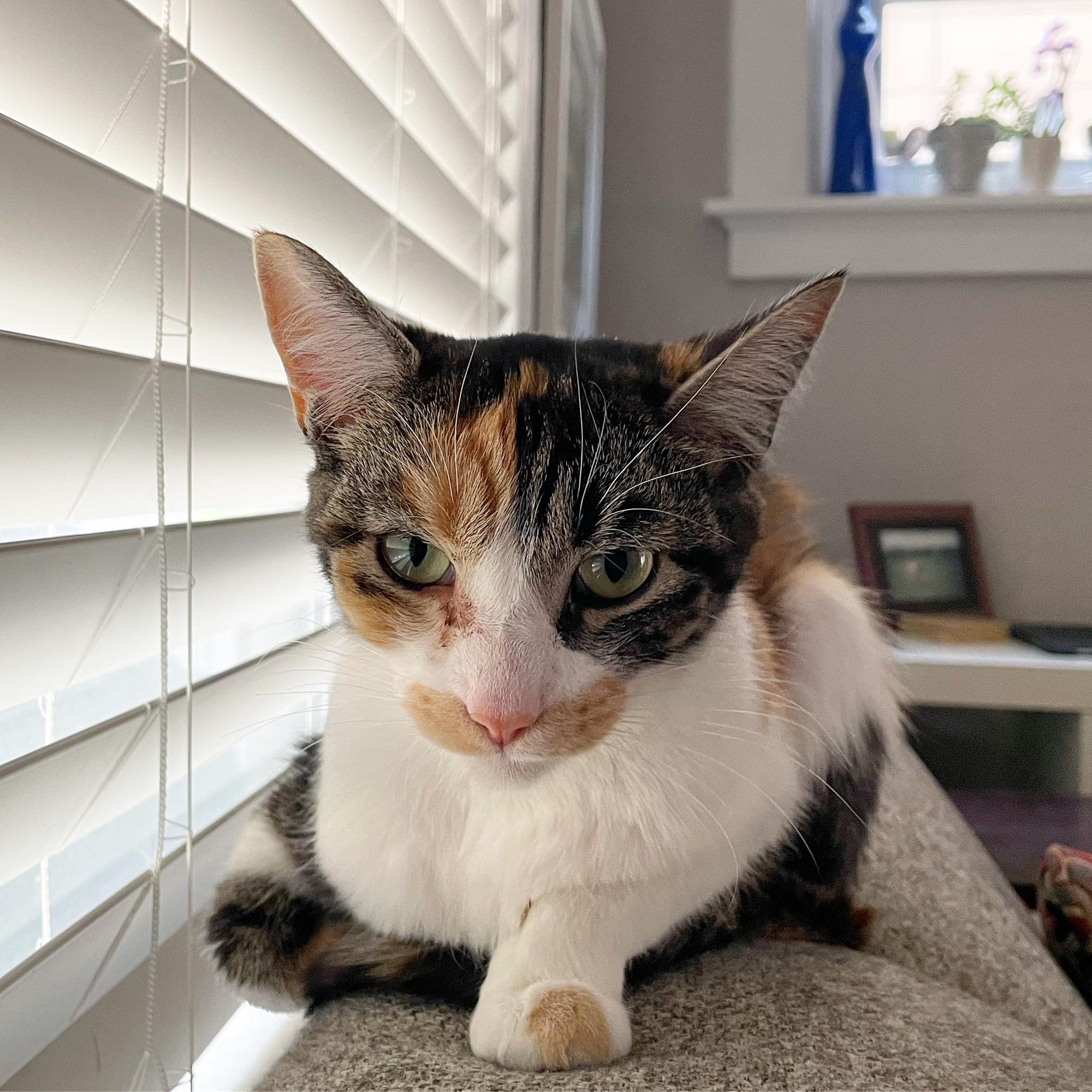 First day with our new cat Calliope. She showed up on our porch starving and unwell. We nursed her back to health and couldn’t find her owners, so we welcomed Ope to the family.