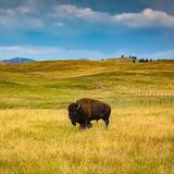 Custer State Park