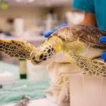 Georgia Sea Turtle Center