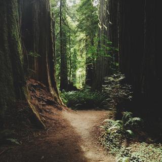 Wild Food Walk - San Francisco