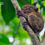 Tarsier Sanctuary