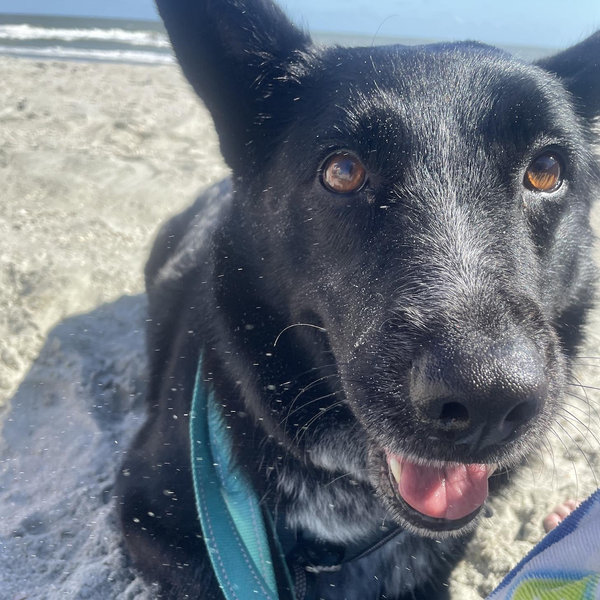 Treats for Murphy!